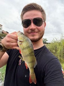 European Perch