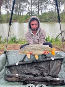 Common Carp