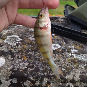 European Perch