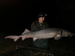Sturgeon