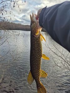 Northern Pike