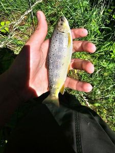 Brown Trout