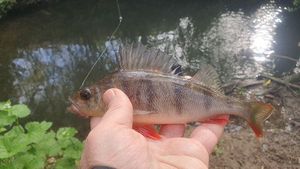 European Perch