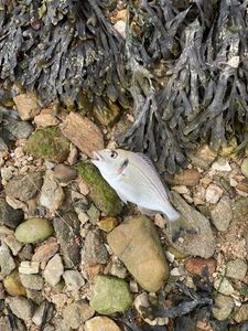 Gilthead Seabream