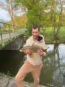 Common Carp