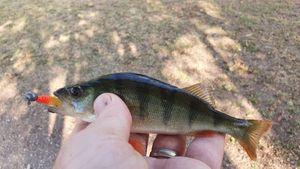 European Perch