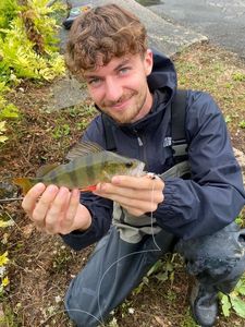 European Perch