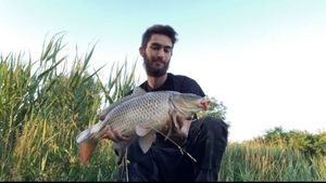 Common Carp