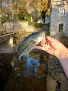 Largemouth Bass