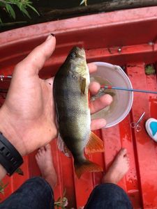 European Perch