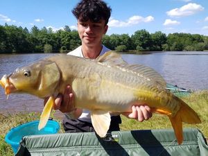 Mirror Carp