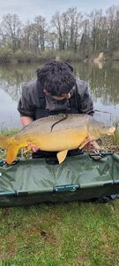 Mirror Carp