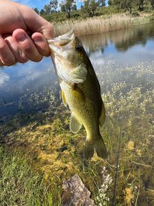 Largemouth Bass