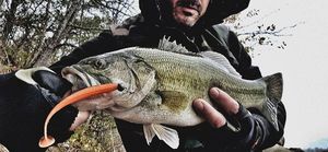Largemouth Bass