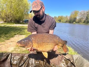 Common Carp