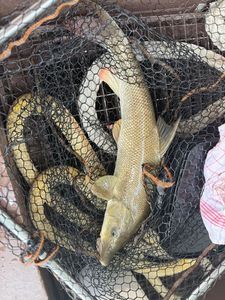 Barbel