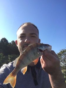 European Perch