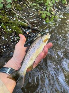 Brown Trout