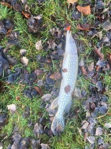 Northern Pike