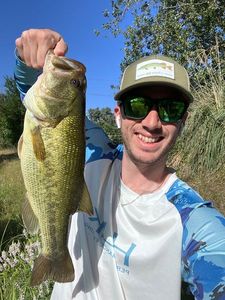 Largemouth Bass