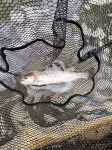 Rainbow Trout