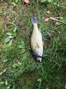 Largemouth Bass