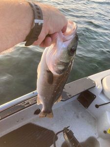 European Bass (Seabass)