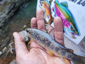 Brown Trout