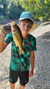 Largemouth Bass