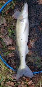 Zander