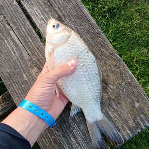 Prussian Carp