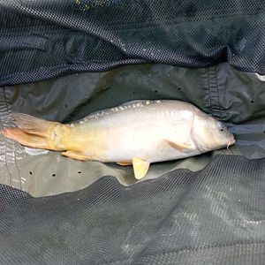 Leather Carp
