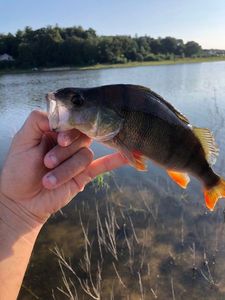 European Perch