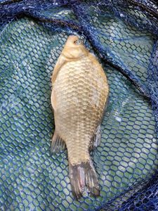 Crucian Carp