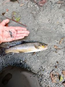 Brown Trout