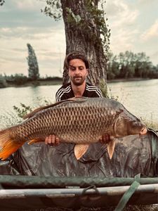 Common Carp