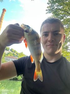 European Perch