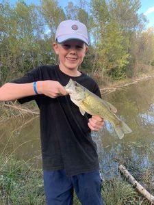 Largemouth Bass