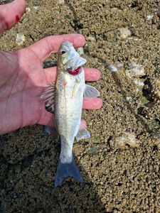 Blackfin Seabass