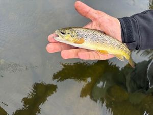 Brown Trout