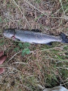 Rainbow Trout