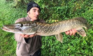 Northern Pike