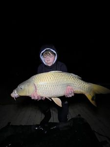 Common Carp