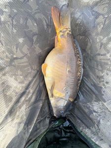 Leather Carp