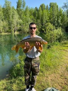 Common Carp