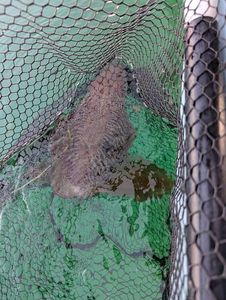 Common Cuttlefish