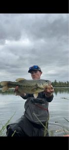 Largemouth Bass