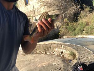 European Perch