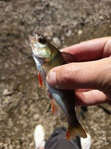European Perch