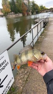 European Perch